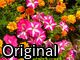 Original