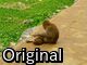 Original