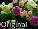 Original